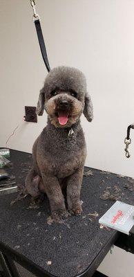 All About Dogs Pet Grooming