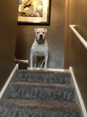 Dusty Monkey Cleaning