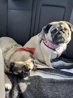 Petsense