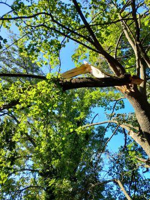 Able Brothers Tree and Plant Health Care