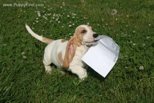 Peggy Moran's School for Dogs