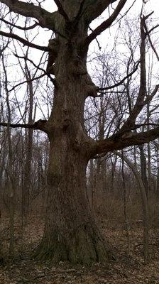 Eagle Highlands Park