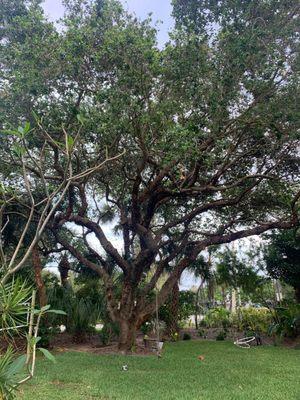 Neon Tree Service