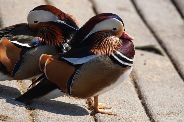 Chris Vaske Photography