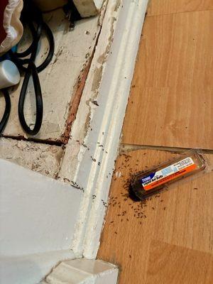 Davila Rooter & Plumbing