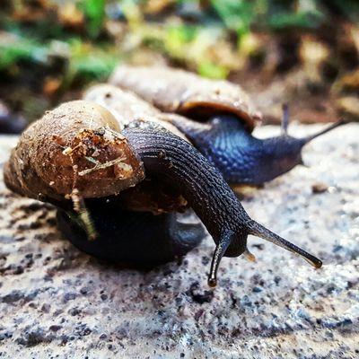 Westwind Pest Prevention