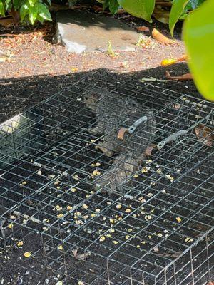 Johnson Wildlife Services