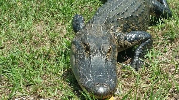 Gator at Spuce Creek golf course