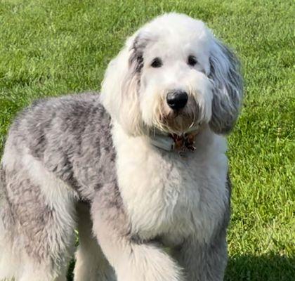 Three Oaks Pre-Owned Sales And Service