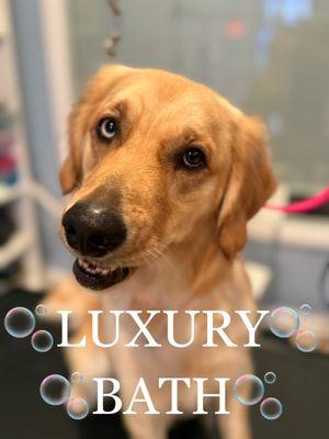 Beautiful Golden Retriever Pup after their Luxury Bath