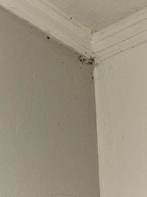 Bed bugs in the corner of the unit by front door