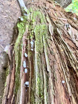 Joyce Kilmer Memorial Forest