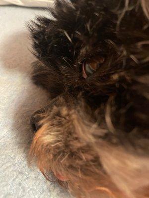 StrikeZone Batting Cages