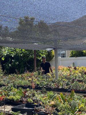 Ventura Cactus and Succulents