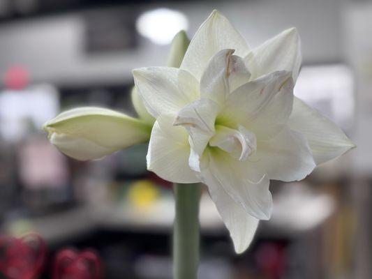 Longfellow's Garden Center