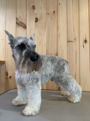 Mr Butters sporting a traditional schnauzer cut