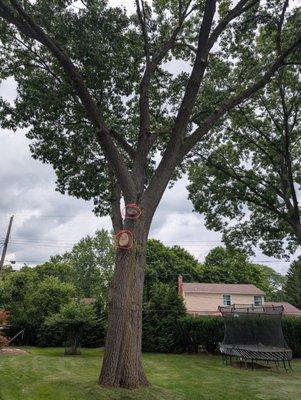 Paul's Tree Care
