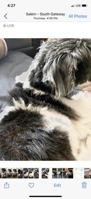 Notice how his ear is chopped but then long strands left?? And patches of long fur on his back?
