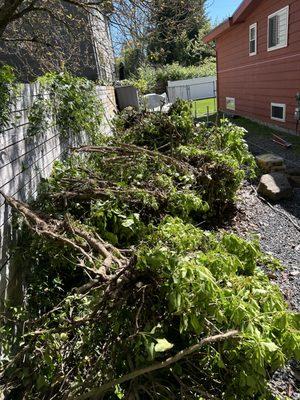 Aguilar General Landcaping