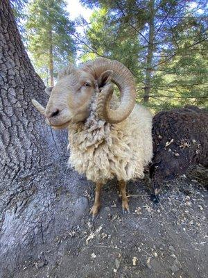 Large Animal Veterinary Service