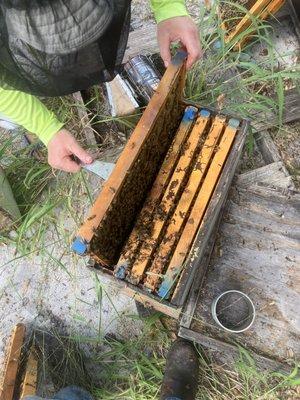 Justice For All Bees