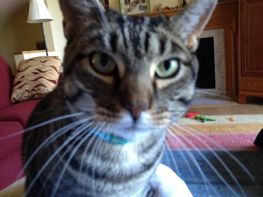 PetBuds of Champlain Valley