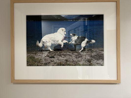 Love this photo so much... Blew the border collie is my Dizzy's son