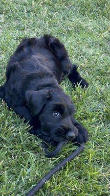 Vetama South Salem Mobile Vet