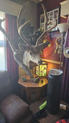 Locken Taxidermy