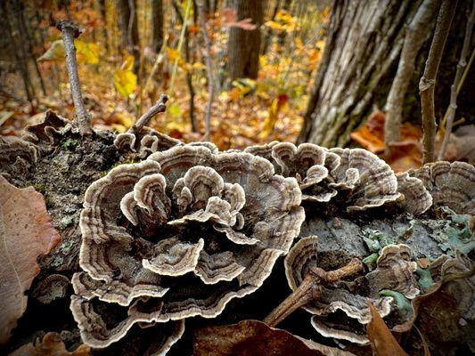 Mount Yonah Trailhead