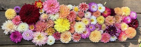 Healing Flowers Farm