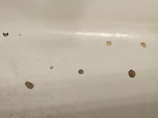 Carolina's Tub Doctor