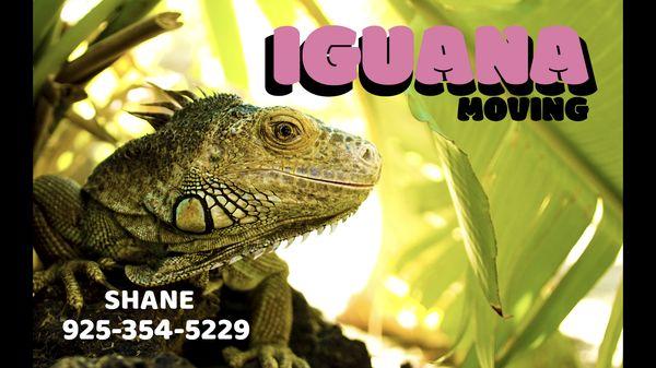 Iguana Moving