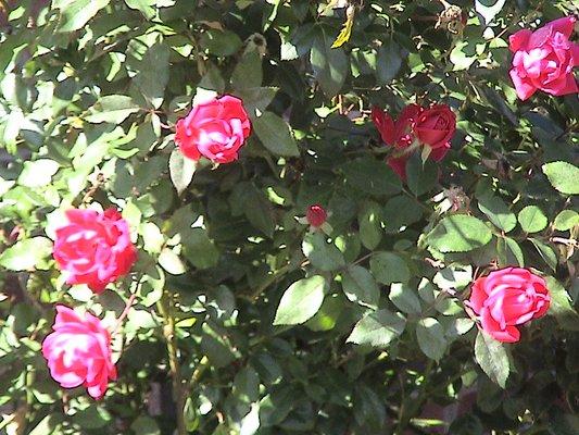 Keeping your brushes at a nice shape will help them blossom out more