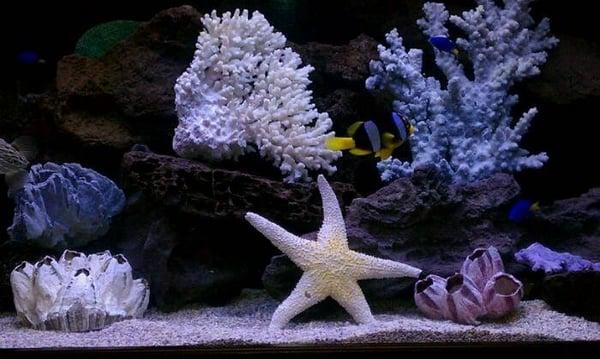 Nevada cancer center. Dr.Nagy