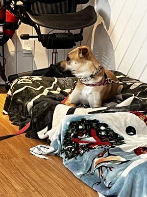 Empire State K9 Services