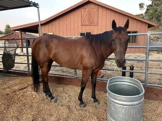 Premier Equine Center