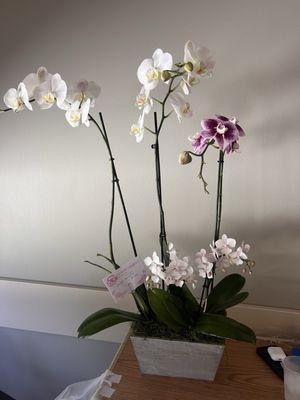 Orchid arrangement