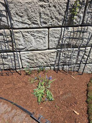 This is my poppy that was pulled out. I asked to replant it, it was stuck back without care to where it was going and then mulched over.