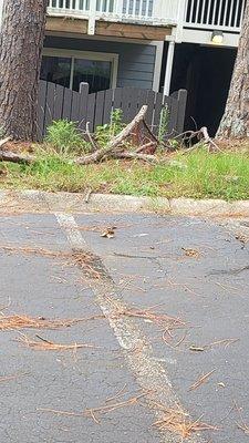 Broken tree limbs unkept lawn