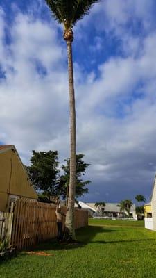 Villatoro Tree Service