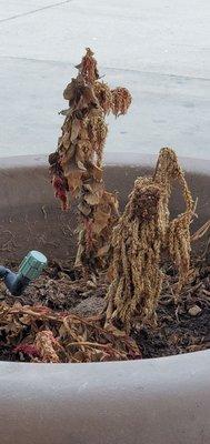 Neglected plant at fuel island