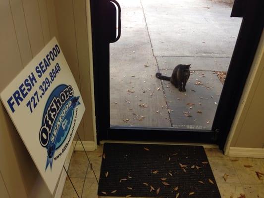 Kitty kitty wants fresh seafood