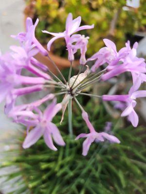 Villa Portofino Homeowners Association