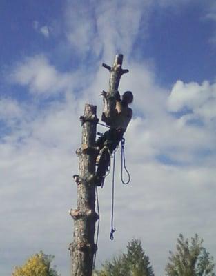 Tarzan Tree