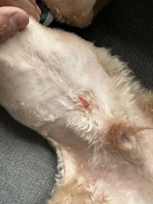 Cut from happy dog Hoboken