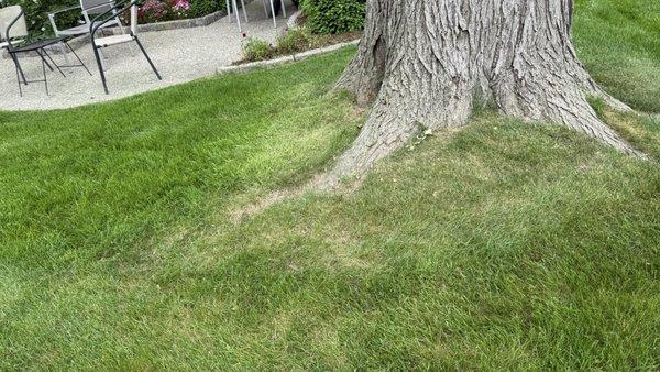 Nu Appearance Maintenance