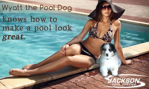 Wyatt Jackson, Southwest Florida's Expert Pool Dog is out servicing pools weekly!