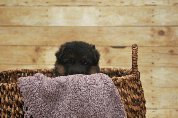 Herzog German Shepherds