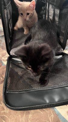 Framingham Animal Hospital Inc